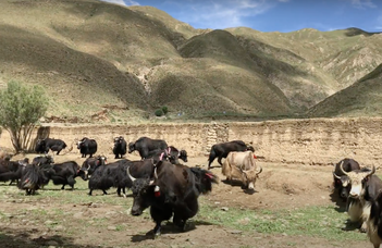 A vidéki élet Tibetben